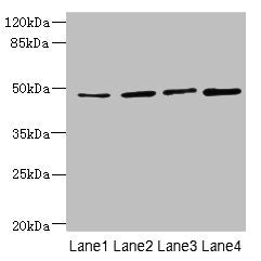 TTC5 Antibody