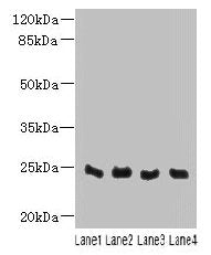 C4orf33 Antibody