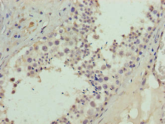 BATF2 Antibody