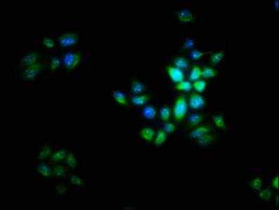 LIX1 Antibody