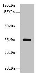 STX19 Antibody