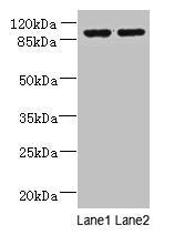 EFHB Antibody