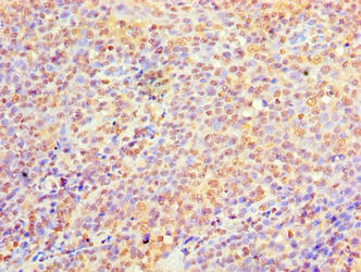 C9orf163 Antibody