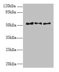 TRIML1 Antibody