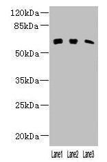 KLHL23 Antibody