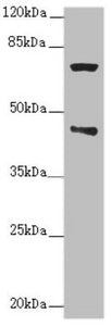 POC1A Antibody