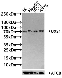 UXS1 Antibody