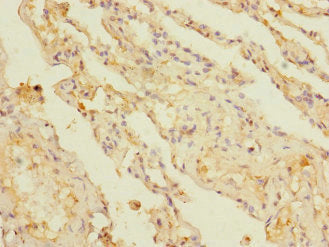 KCTD6 Antibody