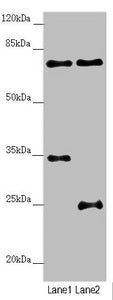 NEDD1 Antibody