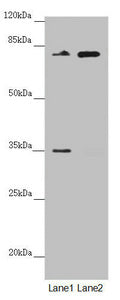 NEDD1 Antibody
