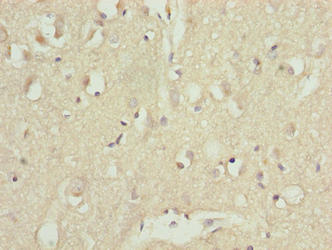 CDC26 Antibody