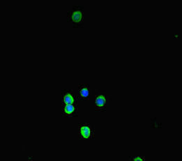 Nlrp3 Antibody