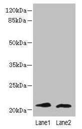 LRRC20 Antibody