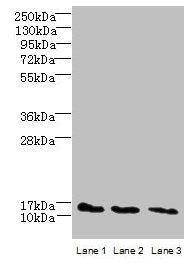 C2orf15 Antibody