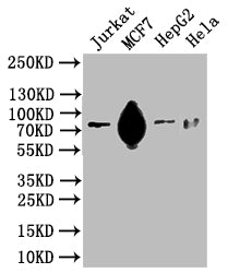 SLC20A1 Antibody