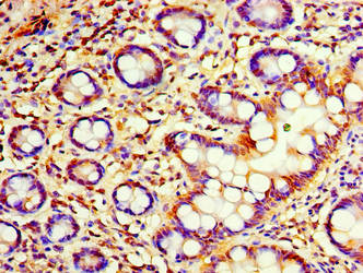 C4orf3 Antibody