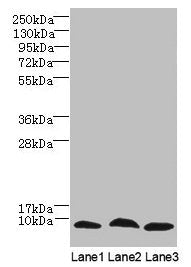 C4orf3 Antibody