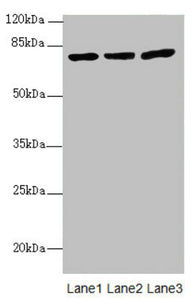 KBTBD7 Antibody