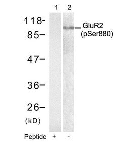 Phospho-GRIA2 (Ser880) Antibody