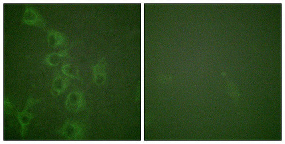 Phospho-HRH1 (Ser398) Antibody