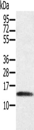 PAGE1 Antibody