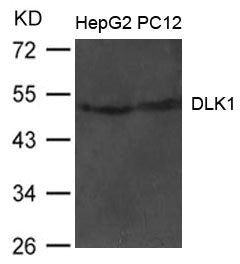 DLK1 Antibody