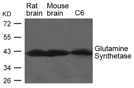 GLUL Antibody