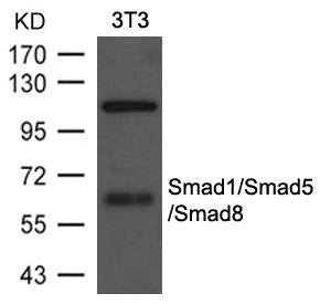 SMAD1 Antibody