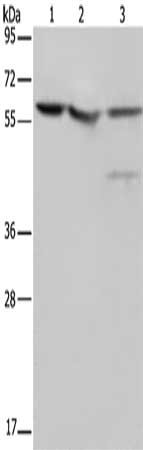 NUSAP1 Antibody