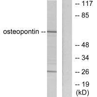 SPP1 Antibody