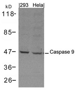 CASP9 Antibody