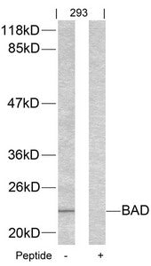 Bad (Ab-155) Antibody
