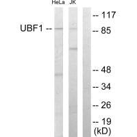 UBTF Antibody