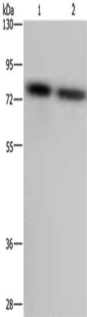 PABPC1 Antibody