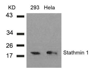 STMN1 (Ab-38) Antibody