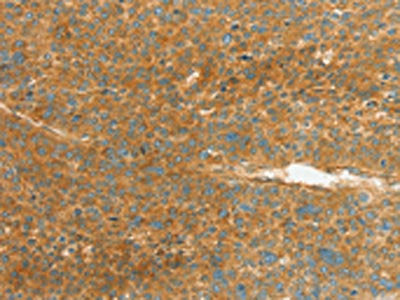 APOL2 Antibody