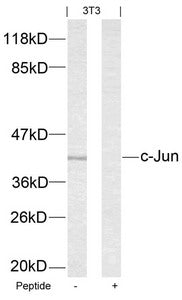 JUN (Ab-63) Antibody