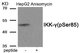 Phospho-IKBKG (Ser85) Antibody