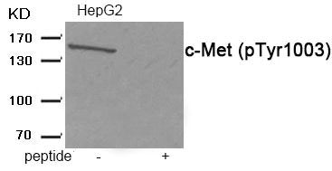 Phospho-MET (Tyr1003) Antibody