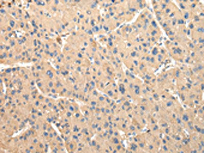 DUSP11 Antibody