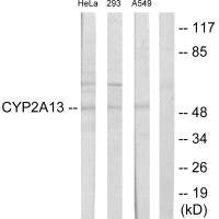 CYP2A13 Antibody