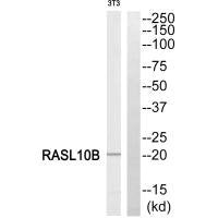 RASL10B Antibody