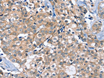 OTUB1 Antibody