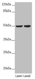 SLC39A7 Antibody