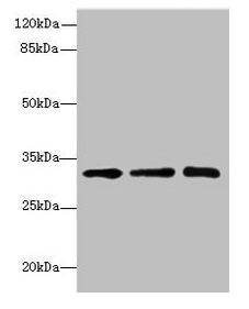 SGCD Antibody