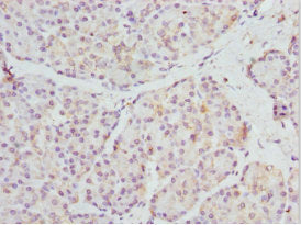 FRZB Antibody