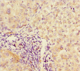 DPF1 Antibody