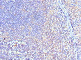 CUL5 Antibody