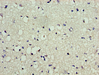 LSM10 Antibody