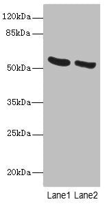 PNPLA2 Antibody